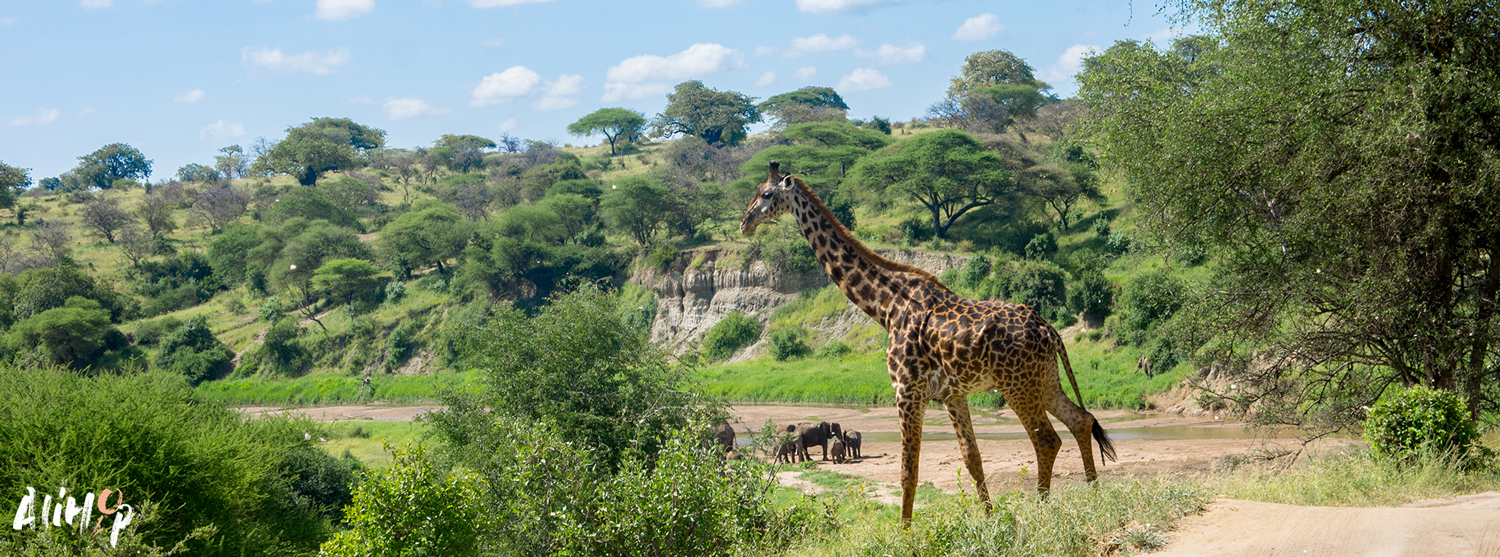 Tanzanie #3 : Un weekend safari : détente et découverte au coeur des parcs